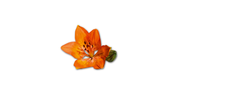 Feuerlilie Bergluftstangerl Wuerzig Handl Tyrol