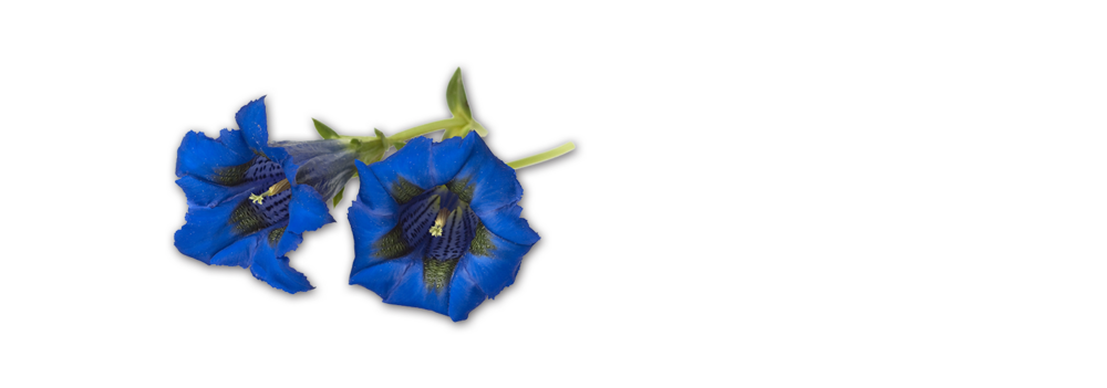 Enzian Tiroler Bergwurst Handl Tyrol