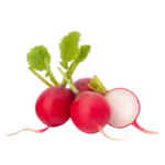 Radieschen