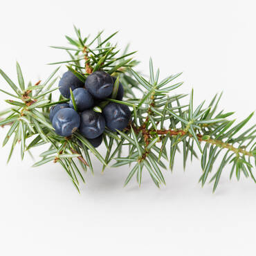 Wacholderzweig Gewürz Handl Tyrol